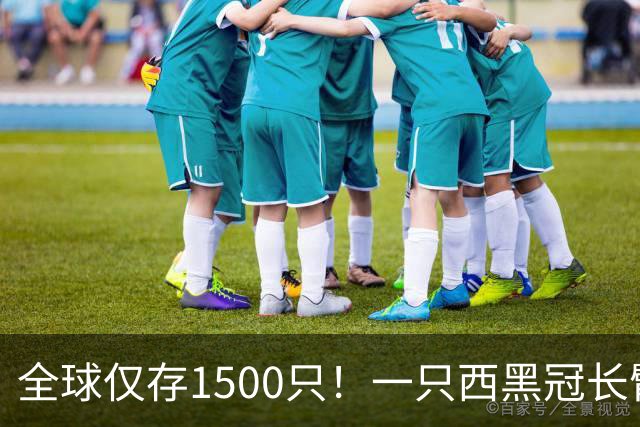 全球仅存1500只！一只西黑冠长臂猿现身哀牢山金山丫口，面对游客镜头毫不露怯成“网红”
