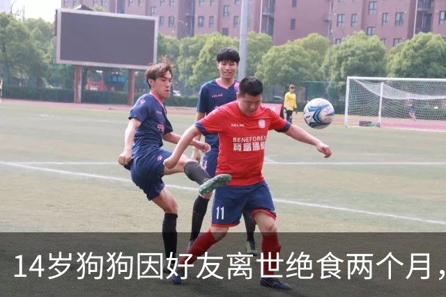 14岁狗狗因好友离世绝食两个月，主人急坏了，特地准备了一顿烤肉，没想到剧情直接反转！